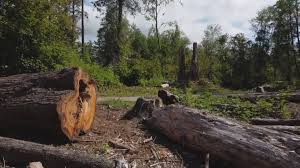 Best Tree Cabling and Bracing  in Atmore, AL