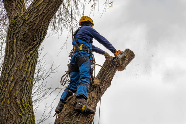 How Our Tree Care Process Works  in  Atmore, AL