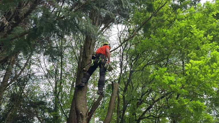 Best Tree Mulching  in Atmore, AL