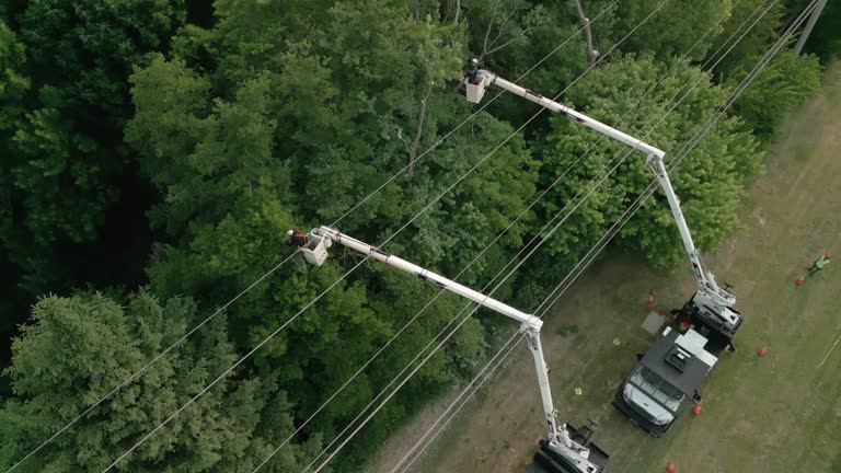  Atmore, AL Tree Removal Pros