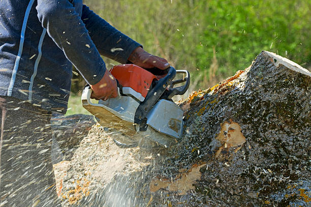 Best Palm Tree Trimming  in Atmore, AL